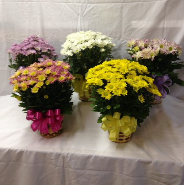 Assorted Plants Boiling Springs Florist